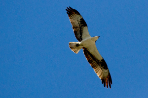 Red-Tail Hawk at Spences Bridge